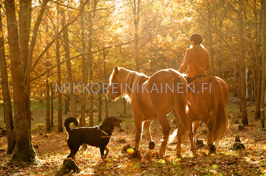 Koira, hevoset ja ratsastaja metsÃ¤ssÃ¤ ilta-auringossa